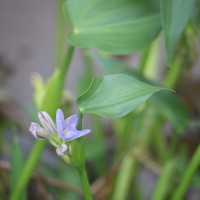 Pontederia vaginalis Burm.f.
